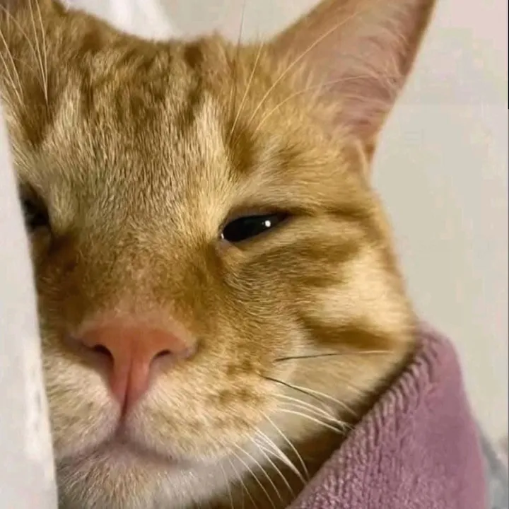 pandecocox