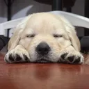 @learni21