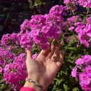 @asmowim_1