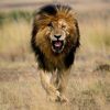 theamazinganimalworld3