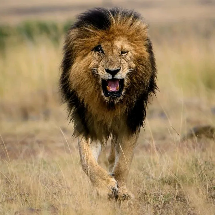 theamazinganimalworld3