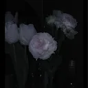 @xtiw.flower