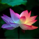 @flowerumy