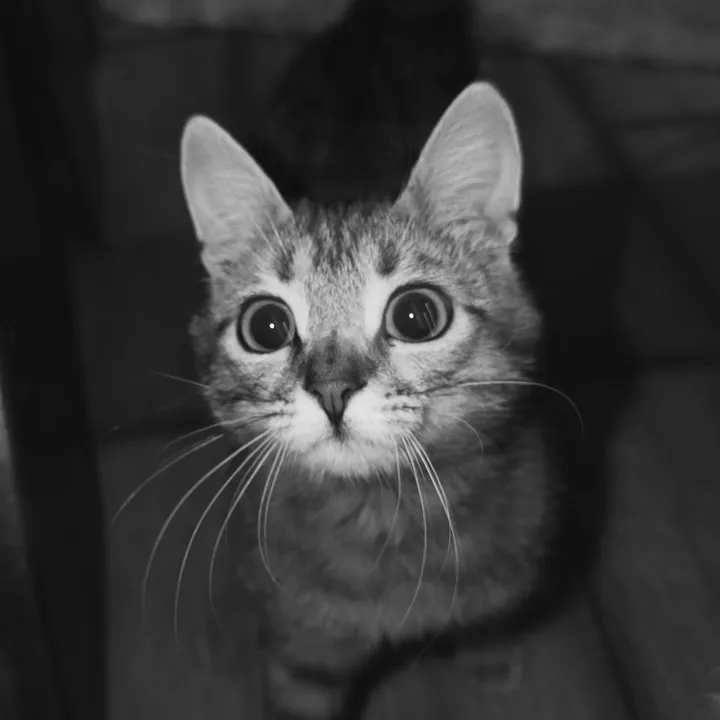 @evmvo_meow