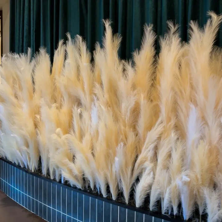 pampasgal