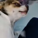 @ingfah6767