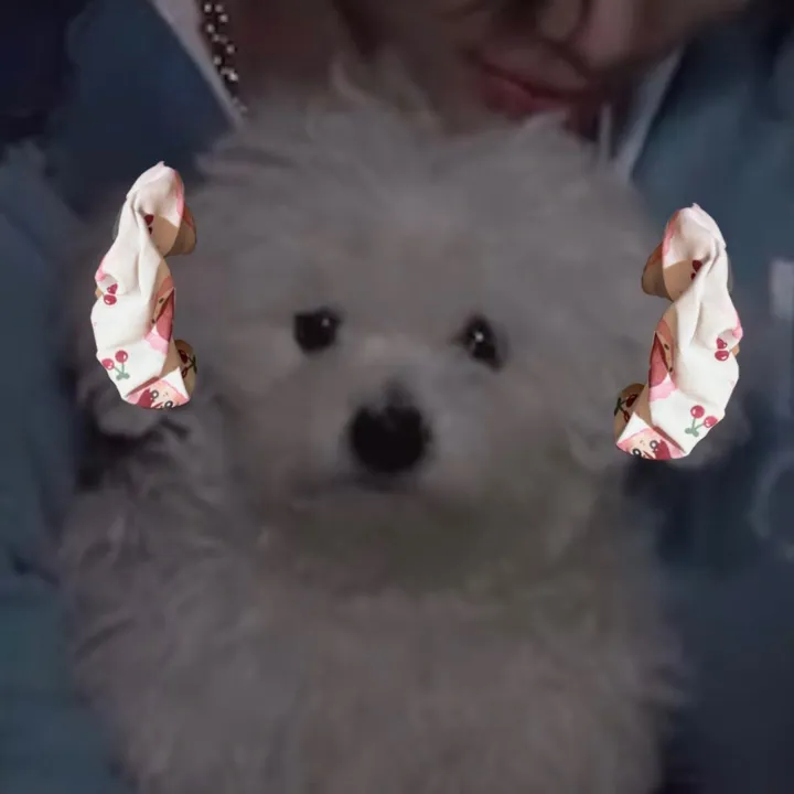 layladadoggo