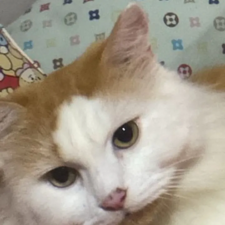 orion_thecat