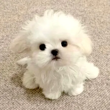 jooha_1212
