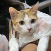 mewmew16163