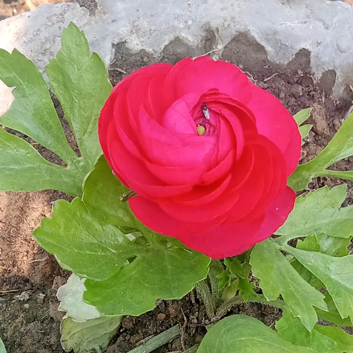 sujal.chaudhary57