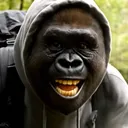 @go_rilla_0