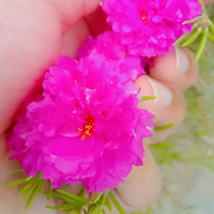 @anayaprinces9999