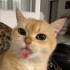 _peter702