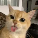 @_peter702