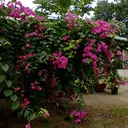 @yanfan2021