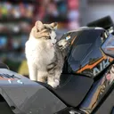 @cabirmotovlog