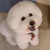 coron_bichonfrise2015