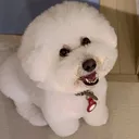 @coron_bichonfrise2015
