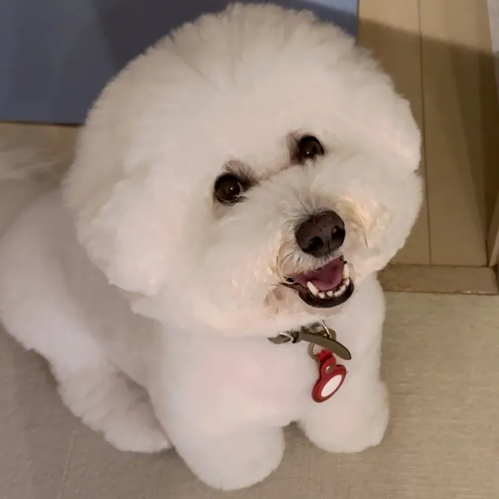 coron_bichonfrise2015
