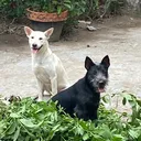 @thang.hanh.chau