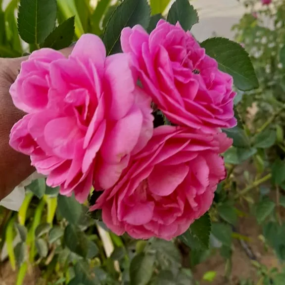 @user1204247147572