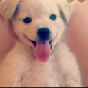@heyvansevenler2