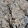 user.ume.momo.sakura