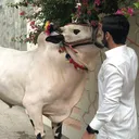 @shinwari.farm