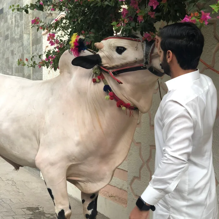 shinwari.farm