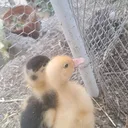@pato32461