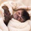 gutjungcapuchin