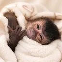 @gutjungcapuchin