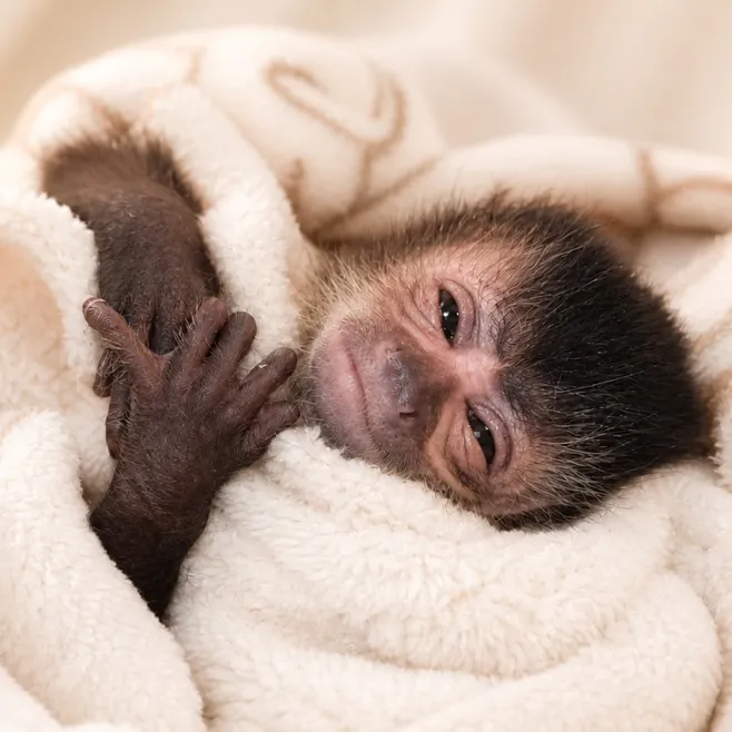 @gutjungcapuchin
