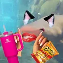 @not..a..shark