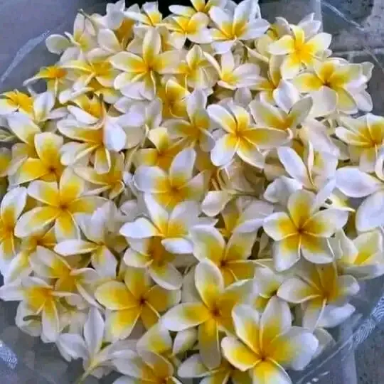 nayon.saha17