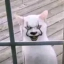 @vanreaz
