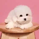@monseripuppy
