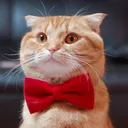 @benny_cat_family