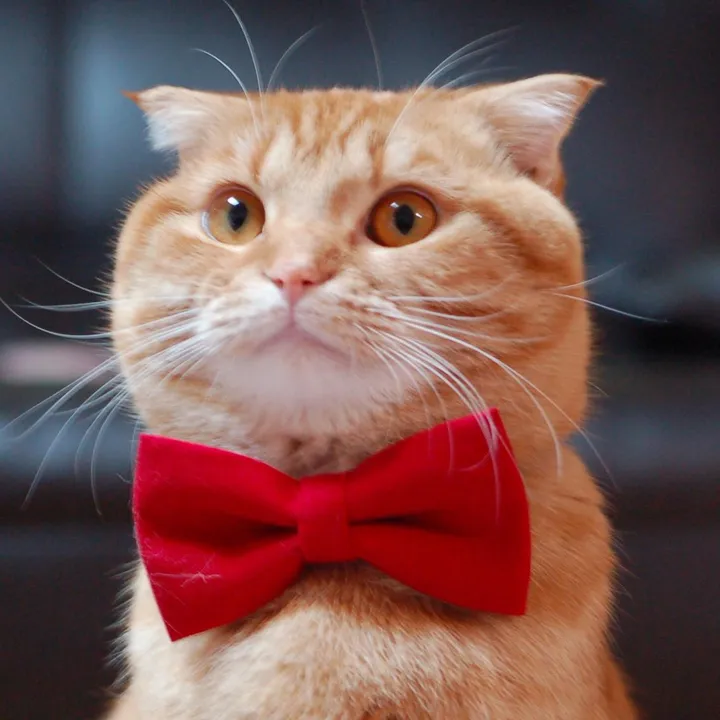 @benny_cat_family