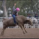 @corey12543bull