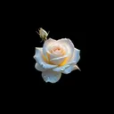 @coapd_