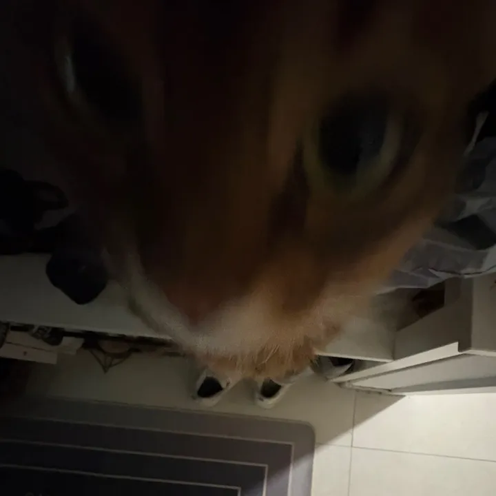 alinewoqgi6