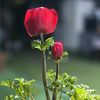 blackcherry0109