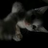 kisswell_ll52
