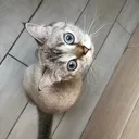 @penka_and_kittens