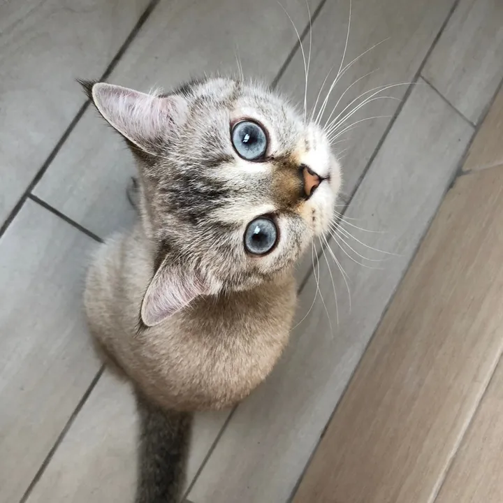 penka_and_kittens