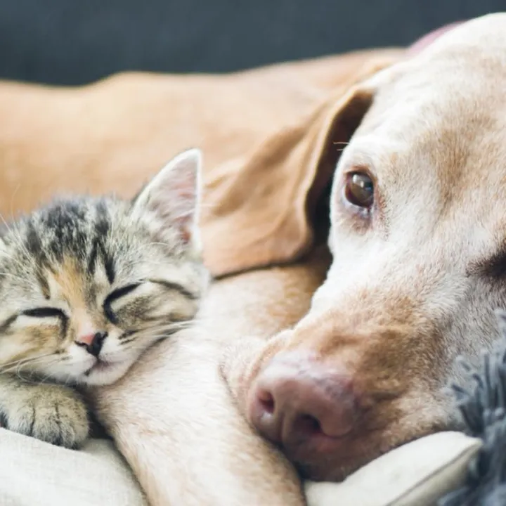 @paw_care_haven