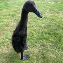 @crazyduckuk