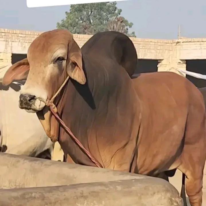 @cowlovers92